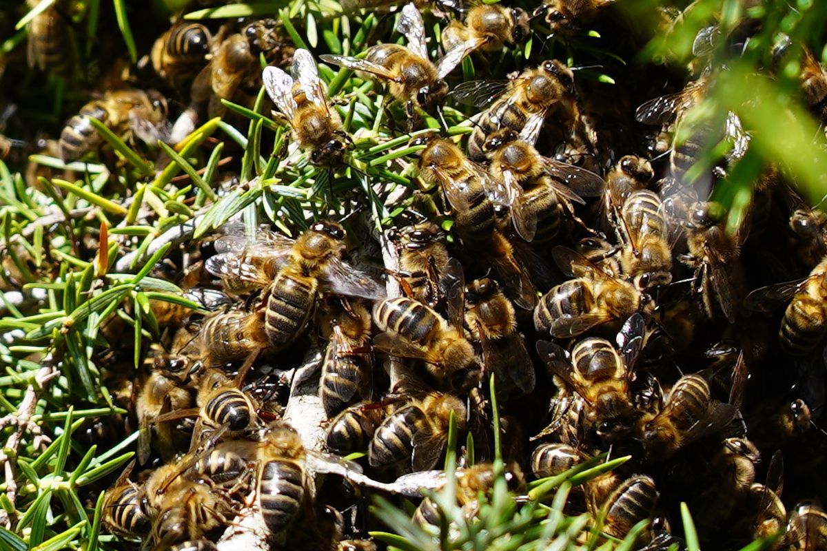 Apicultors Ecològics Associats de Begues – Portal d'Entitats de Begues